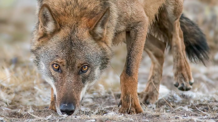 A Gray Wolf - 9GAG