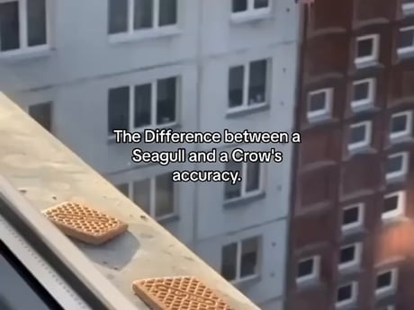 Seagull vs crow accuracy contest
