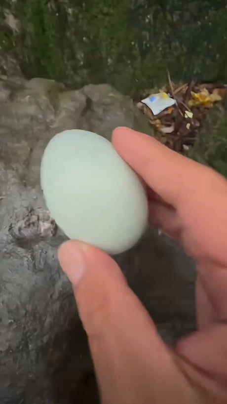 Monkey century egg reaction.