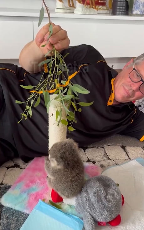 Rescued koala cubs also need to be trained to live in the wild.