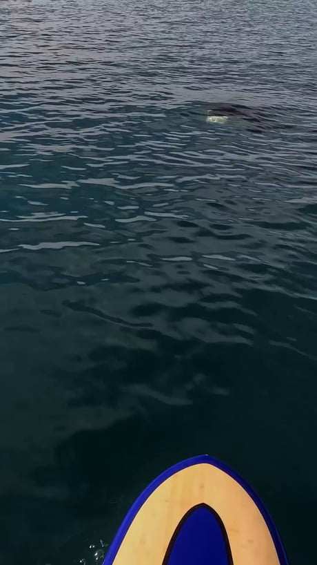 Wild how in nature, they're intelligent-sadistic killer-super predators, but when they encounter people they just observe for a moment and move on.